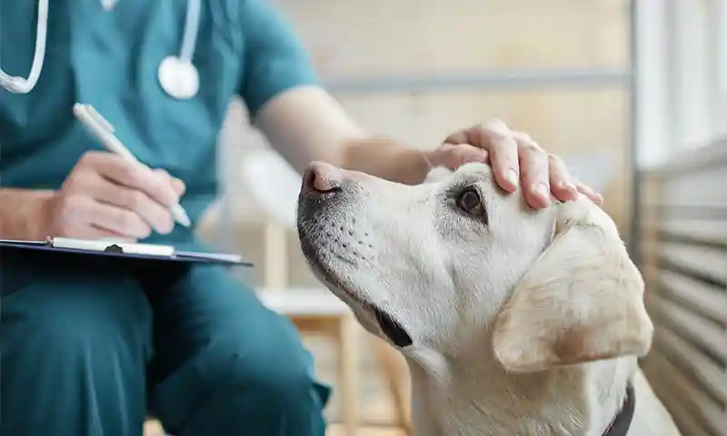 A dog being treated with care