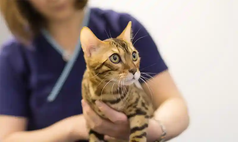 A bengal cat being examined