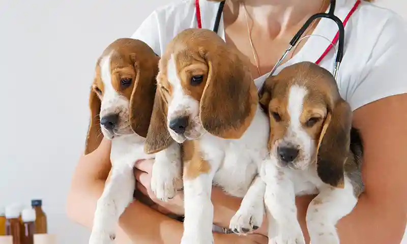 A litter of puppies