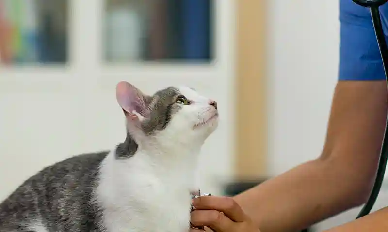 A cat being diagnosed