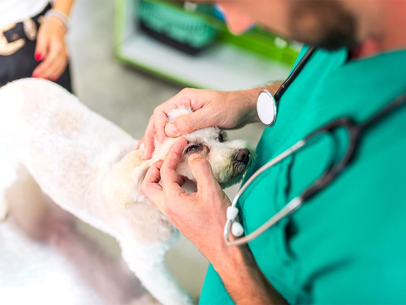 Pet Disease Diagnostics