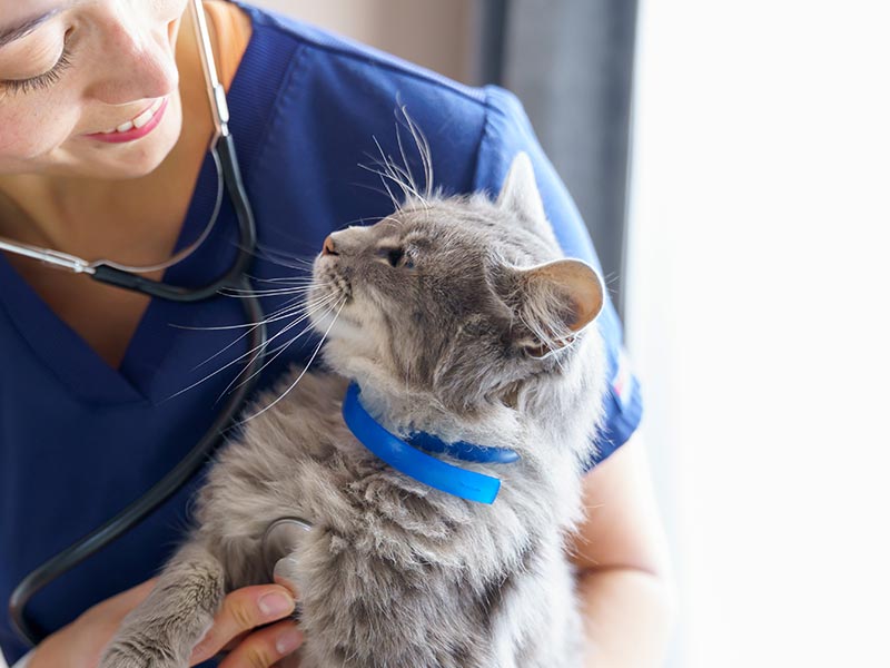 Preventive And Wellness Care