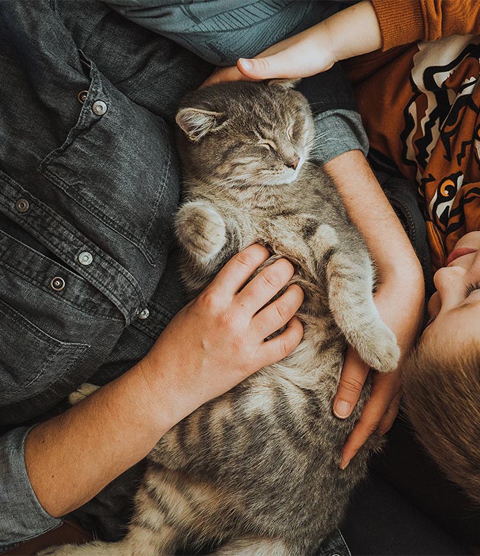 A cat being pampered