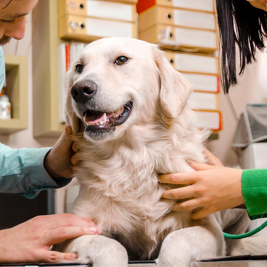 Veterinary Medical Center