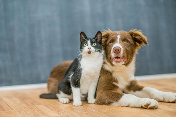 A dog and cat
