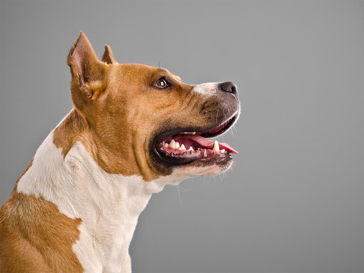 A dog showing off its teeth