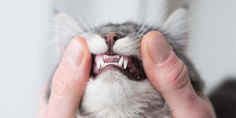 A cat's pearly whites