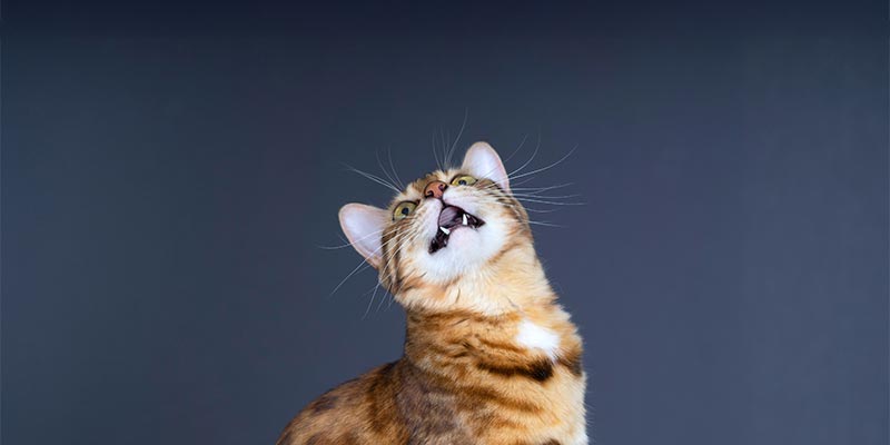 A cat looking upwards