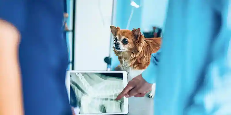 Reading a dog's x-ray results