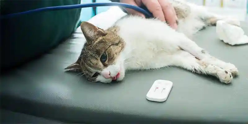 A cat being examined
