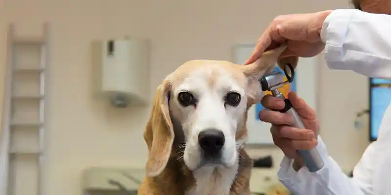 A dog's ears being checked