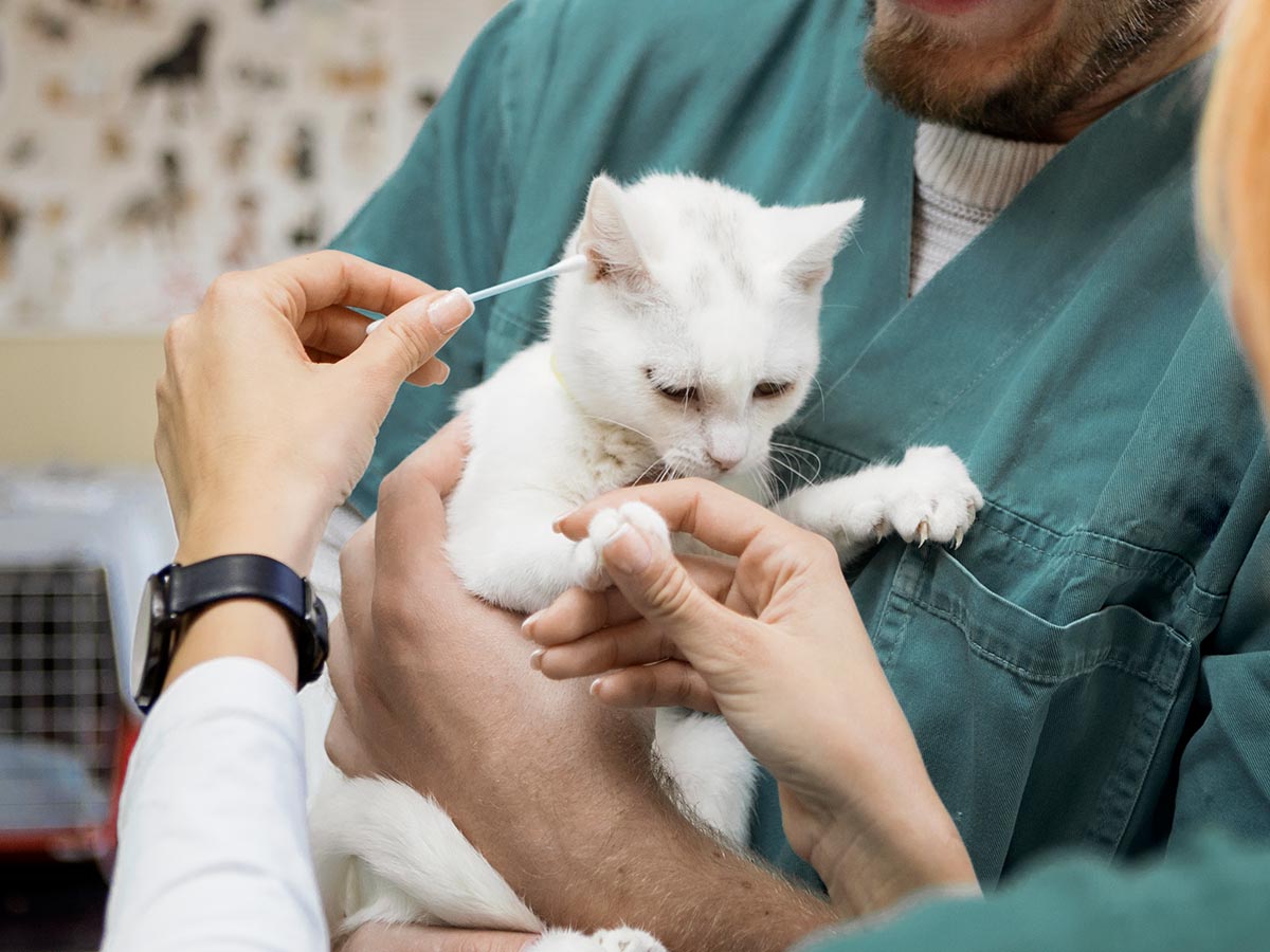 A cat's ears being tested