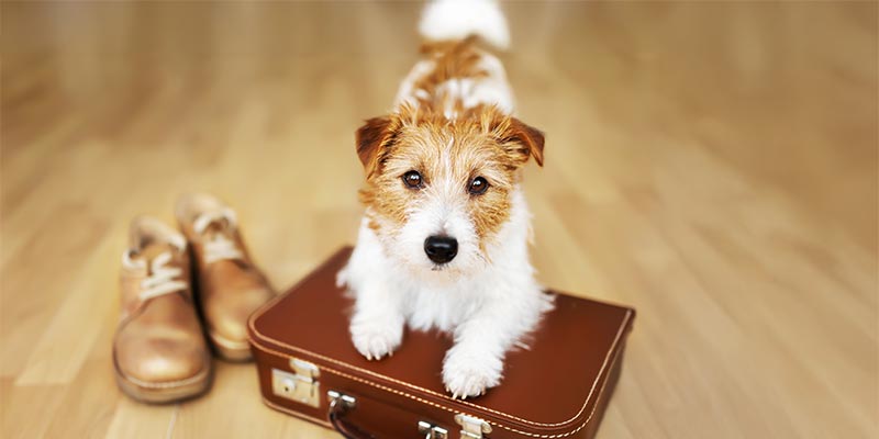 A dog with a suitcase