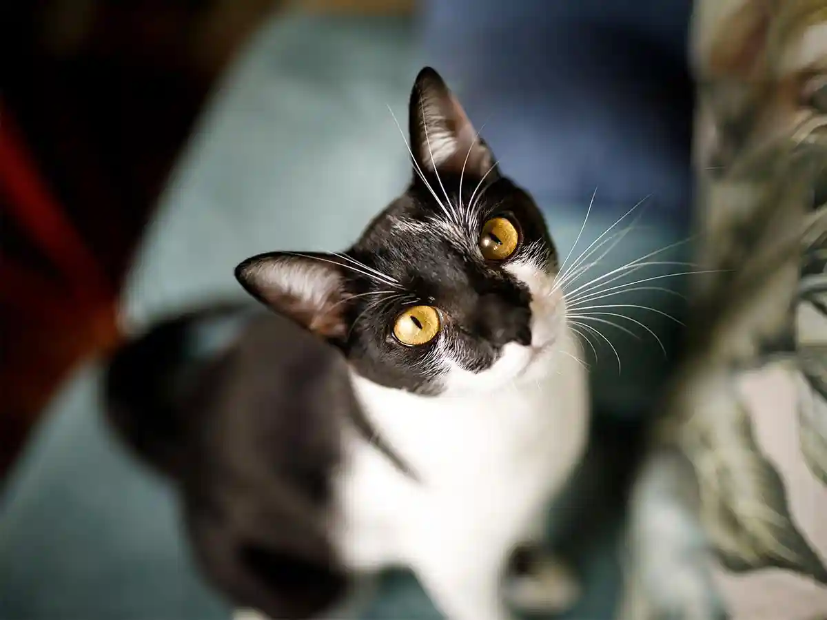 A cat looking upward