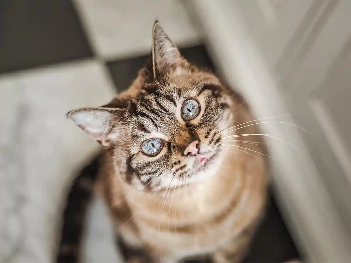 A cat looking upward