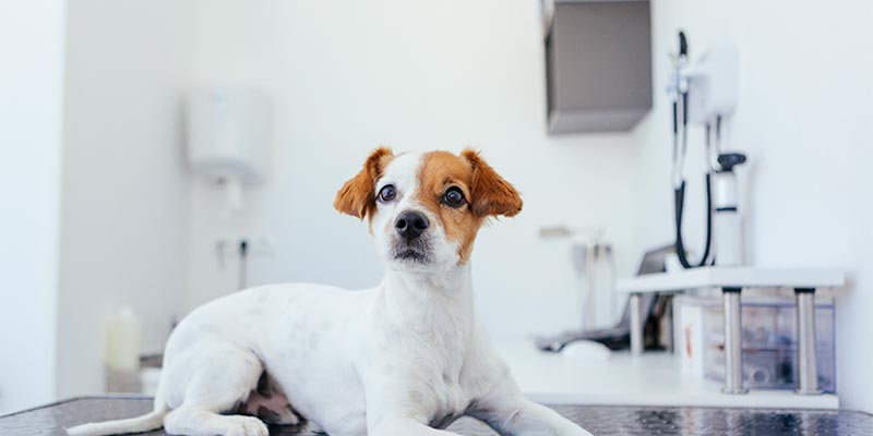 A dog on a medical bed