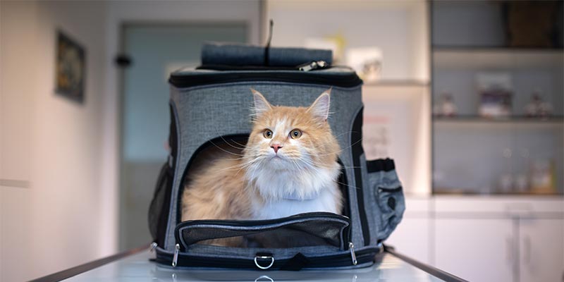 A cat on a medical bed