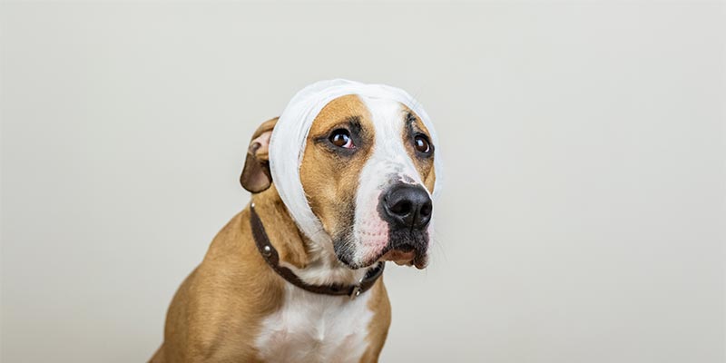 A dog with wrapped ears