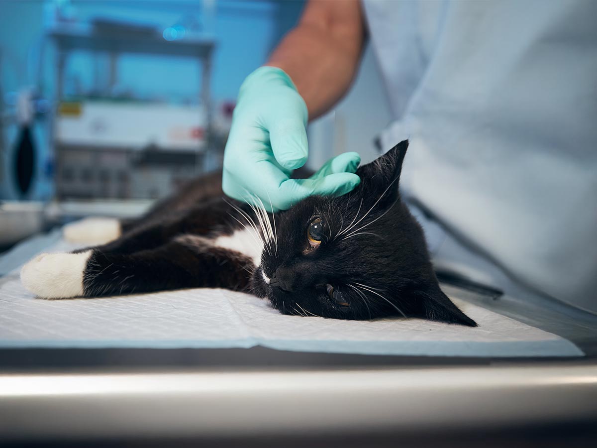 A cat being cared for