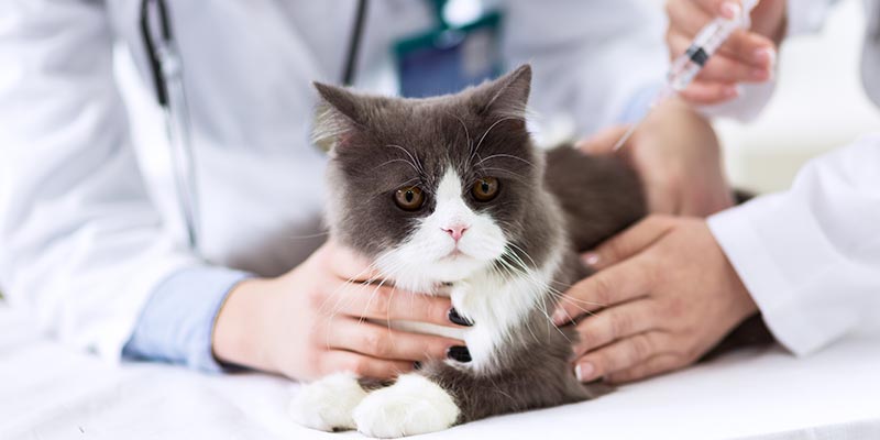 A cat being treated