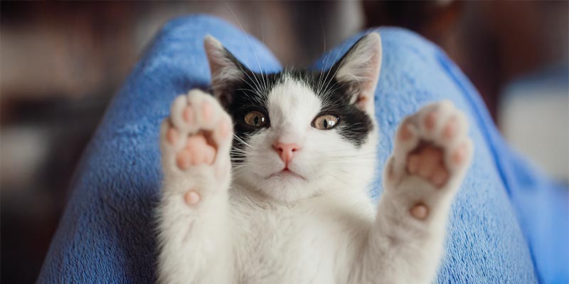 A cat with its paws up