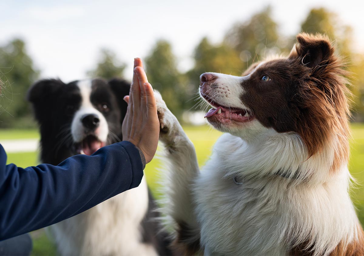 Giving a dog a high five