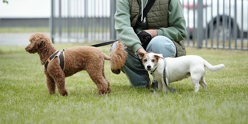 A person with their dogs