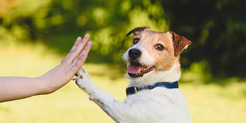 A dog giving a high paw