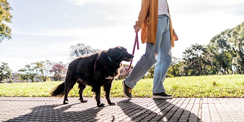 A dog going for a walk