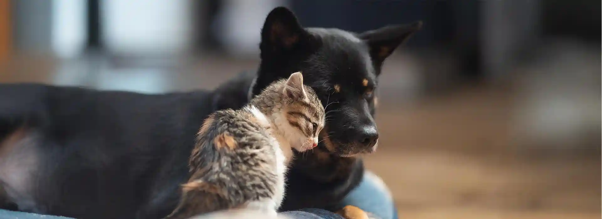 A dog and cat cuddling