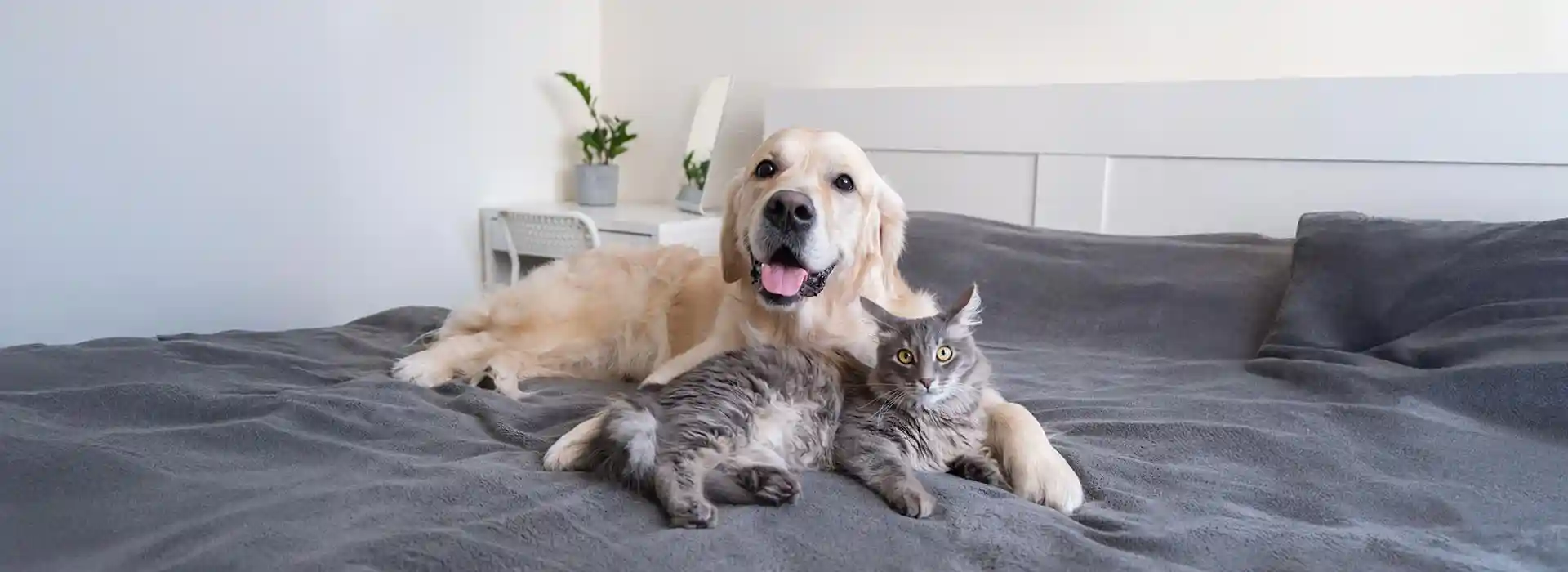 Dog and cat cuddling