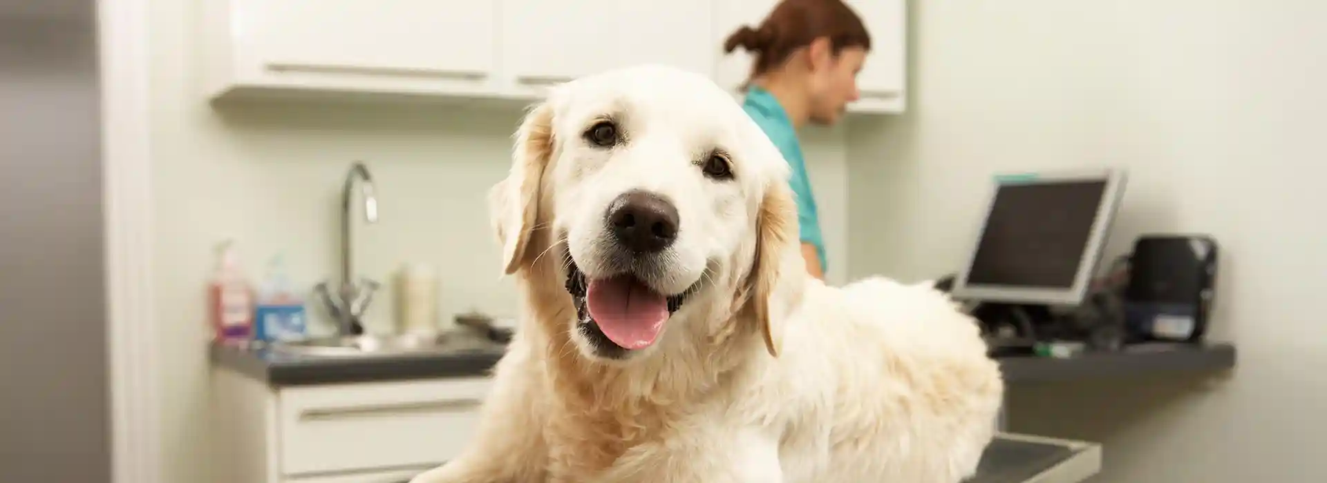 A dog in the office with a big smile
