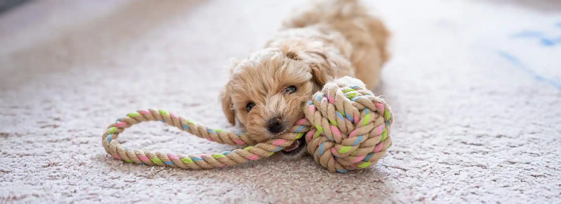 A puppy with a rope toy