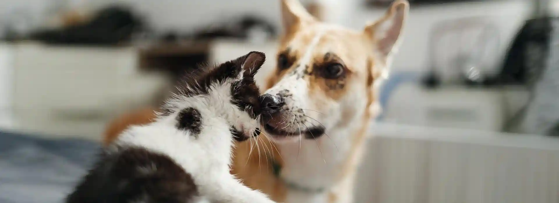 A dog and cat snuggling