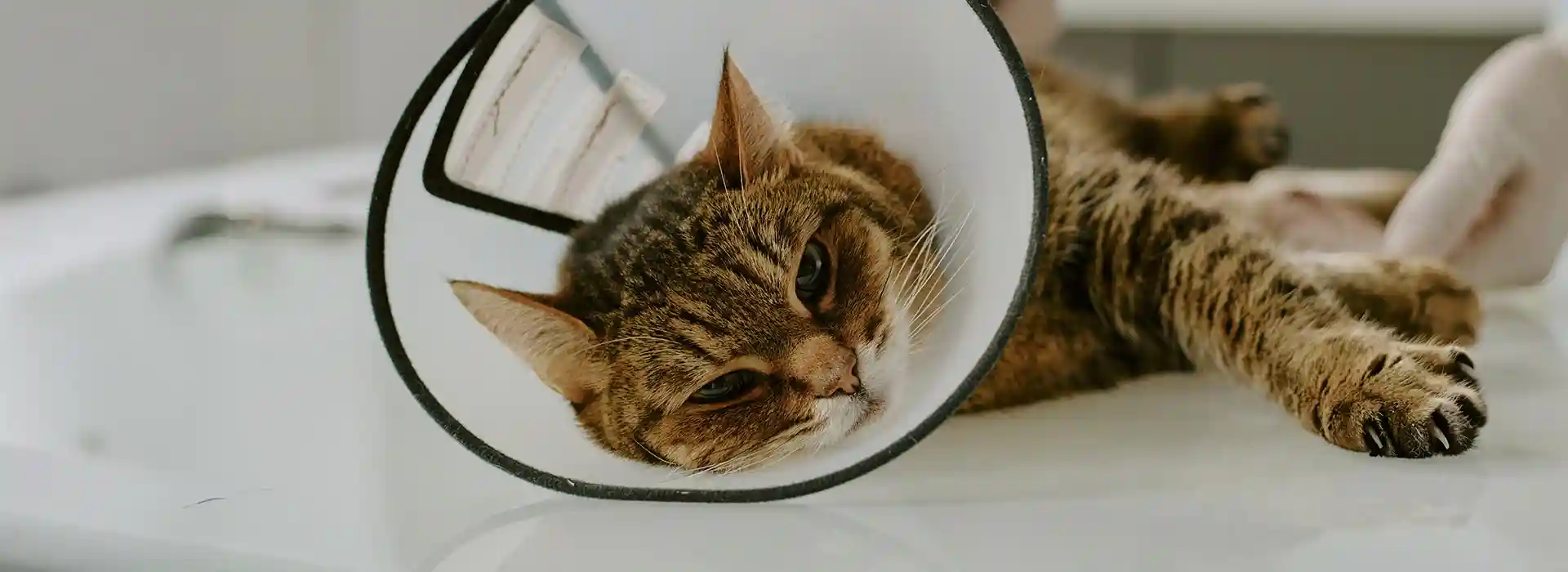 A cat wearing an e-collar