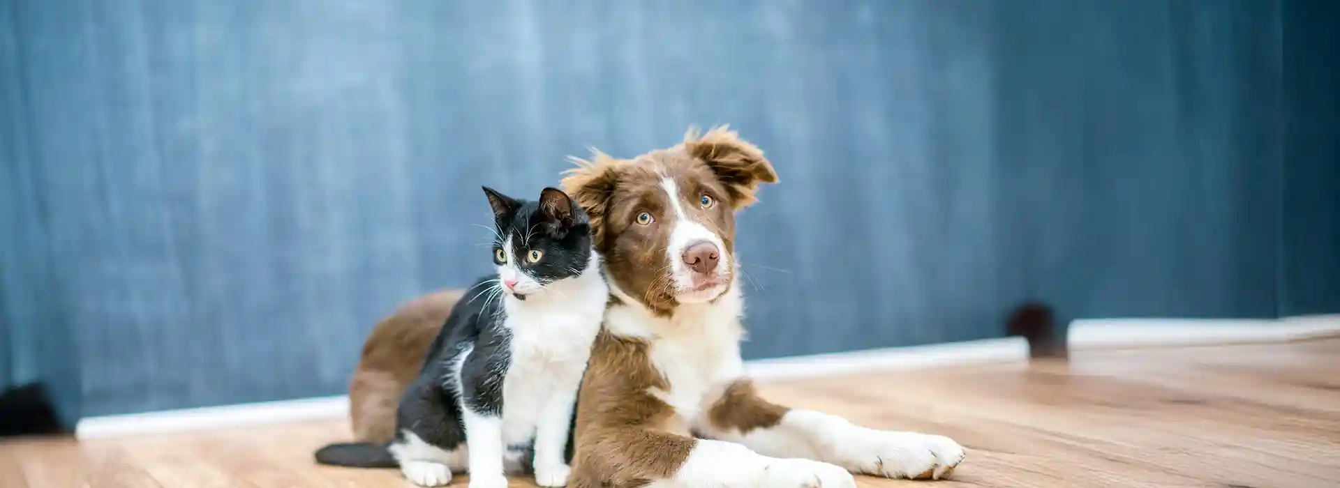 A dog and cat