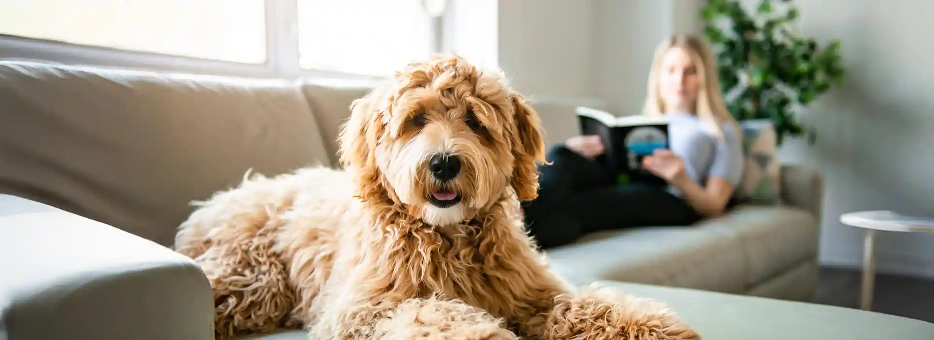 A dog on a couch with their human