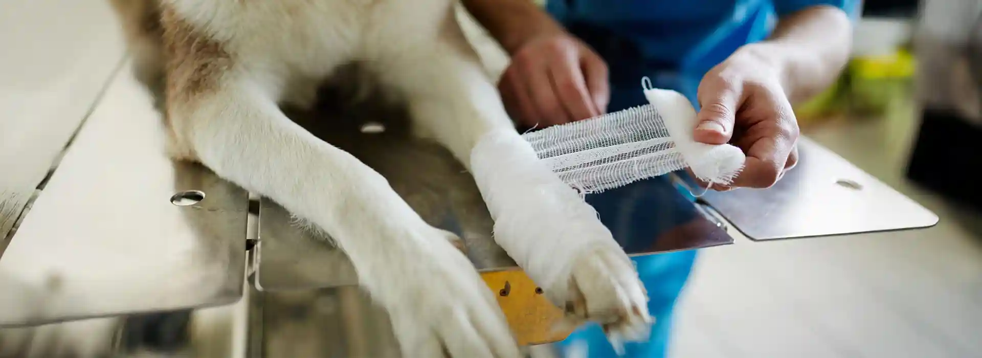 A dog's injured leg being wrapped