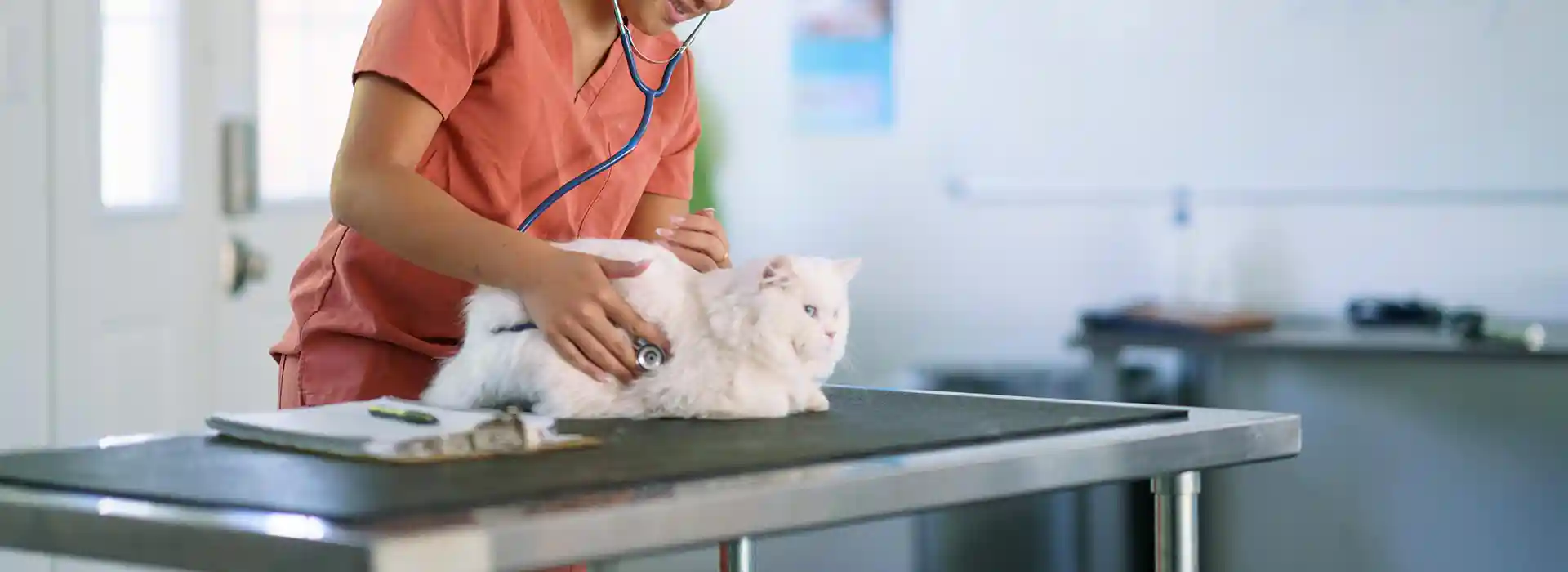 A cat being massaged
